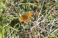 Boloria dia