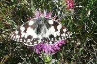 Melanargia galathea