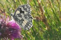 Melanargia galathea