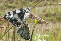 Melanargia galathea