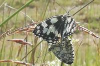 Melanargia galathea