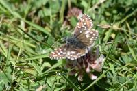 Pyrgus malvae