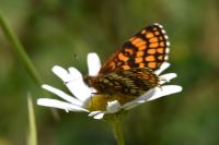 Melitaea athalia