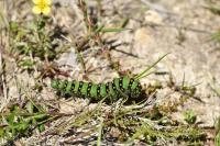 Saturnia pavonia