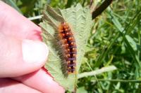 Acronicta auricoma