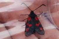 Zygaena trifolii
