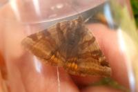 Euclidia glyphica