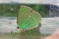 Callophrys rubi