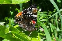 Vanessa atalanta