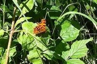 Polygonia c-album
