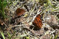 Polygonia c-album
