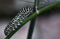 Papilio machaon
