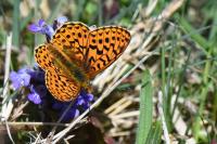Boloria euphrosyne