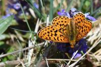 Boloria euphrosyne