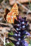 Boloria euphrosyne
