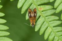 Olethreutes arcuella