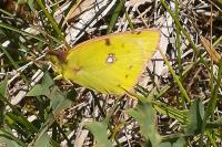 Colias alfacariensis