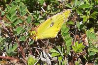 Colias alfacariensis