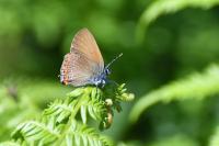 Satyrium ilicis