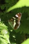 Limenitis camilla