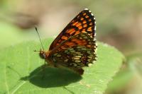 Melitaea athalia