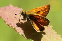 Ochlodes sylvanus