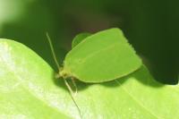 Tortrix viridana