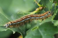 Malacosoma neustria