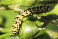 Cucullia scrophulariae