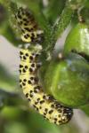 Cucullia scrophulariae