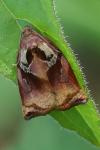 Archips podana