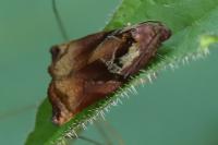 Archips podana