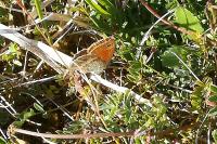 Coenonympha pamphilus