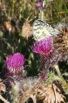 Melanargia galathea