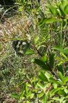 Melanargia galathea