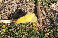 Colias