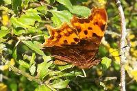 Polygonia c-album