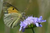 Colias crocea