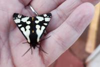 Arctia villica