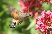 Macroglossum stellatarum