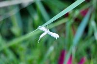Pterophorus pentadactylus