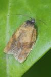 Cacoecimorpha pronubana