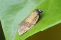 Cacoecimorpha pronubana