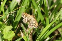 Chiasmia clathrata