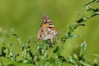 Vanessa cardui