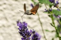 Macroglossum stellatarum