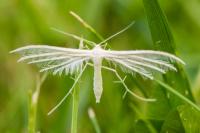 Pterophorus pentadactylus
