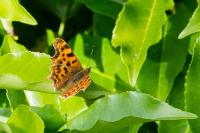 Polygonia c-album
