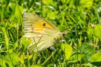 Colias crocea