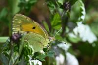 Colias crocea
